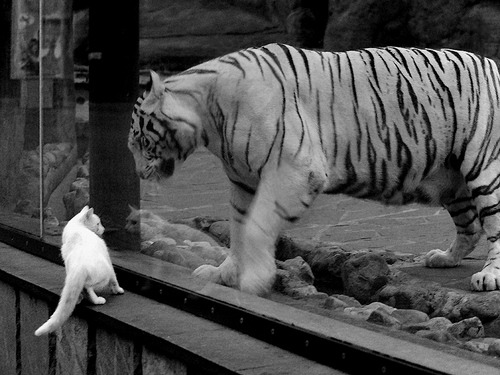 体育赛事场地合规性评估指标体系设计,体育赛事评估报告怎么写