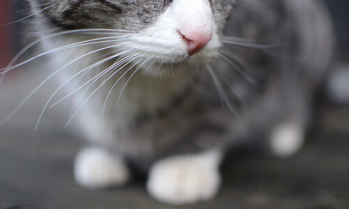 体育赛事场地合规性评估指标体系设计,体育赛事评估报告怎么写