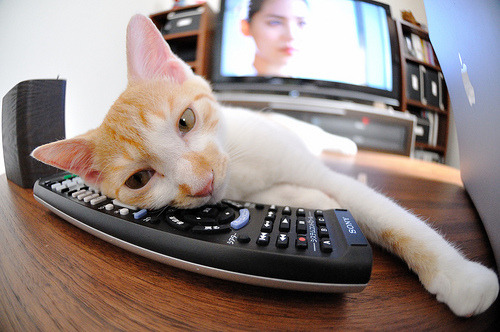 KAIYUN 中国大陆-全国青少年铁人比赛青岛站圆满结束，2021青少年铁人三项比赛