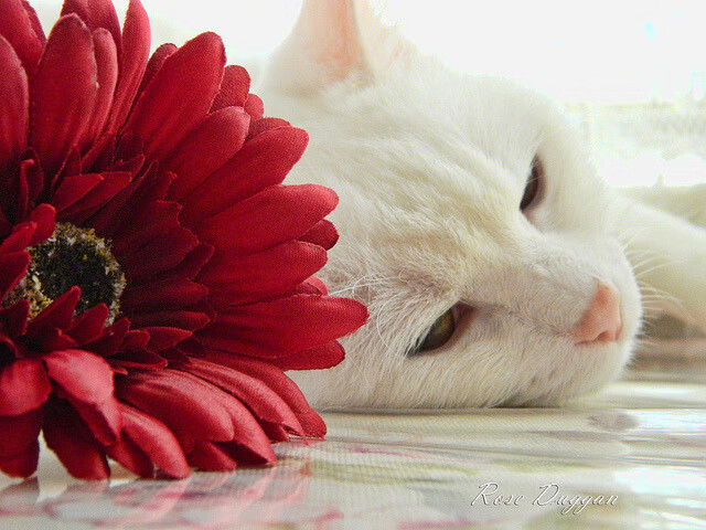 大型体育赛事可持续发展评估模型构建，体育赛事的评估报告