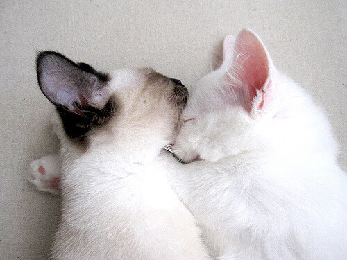 新闻中心举办品牌推广活动，品牌活动推广宣传话术