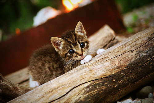法甲球队基于运动负荷监测优化恢复训练策略,运动负荷测试与分析报告