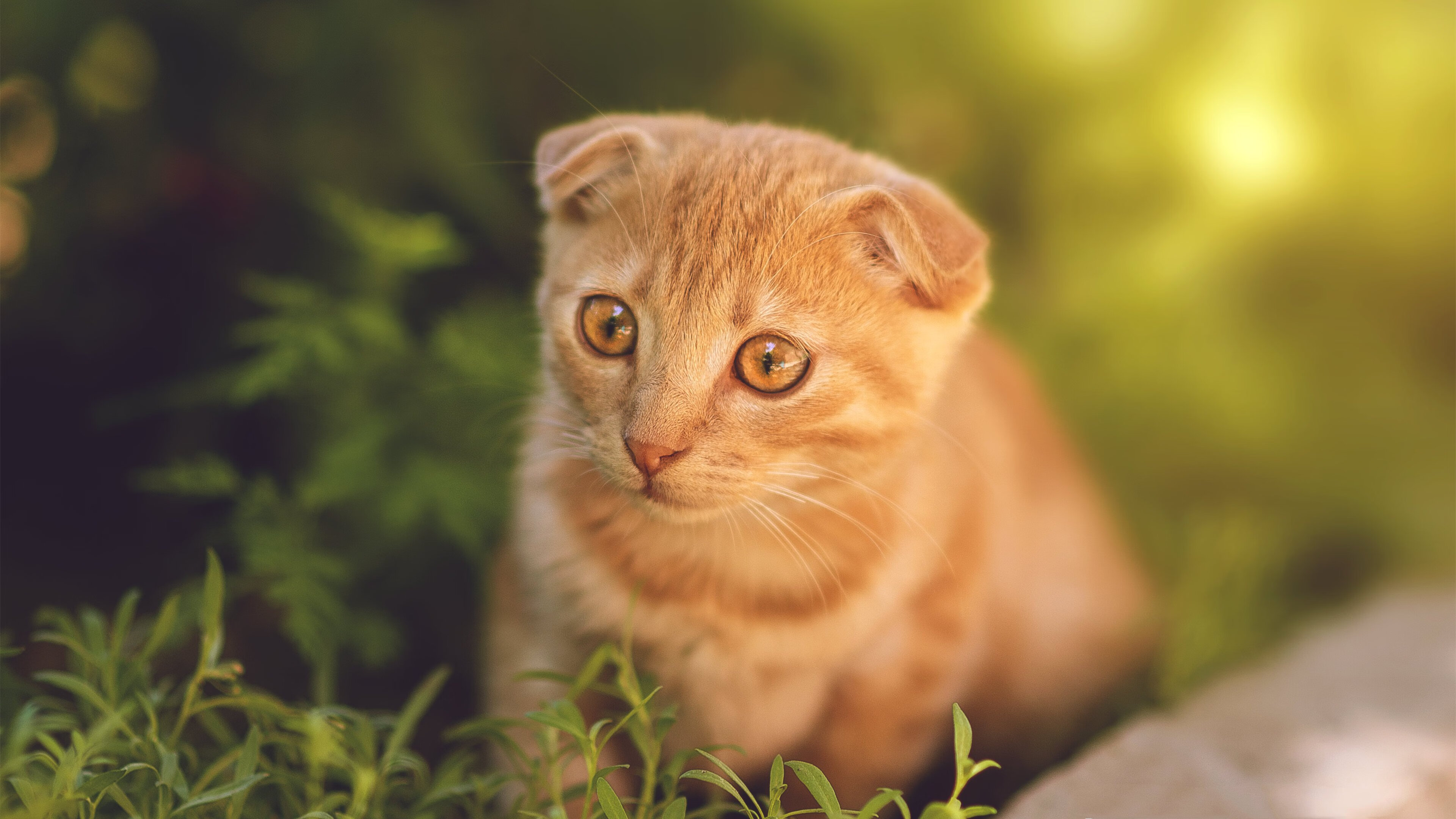 篮球专项体能训练监测技术及应用,篮球专项体能训练监测技术及应用论文