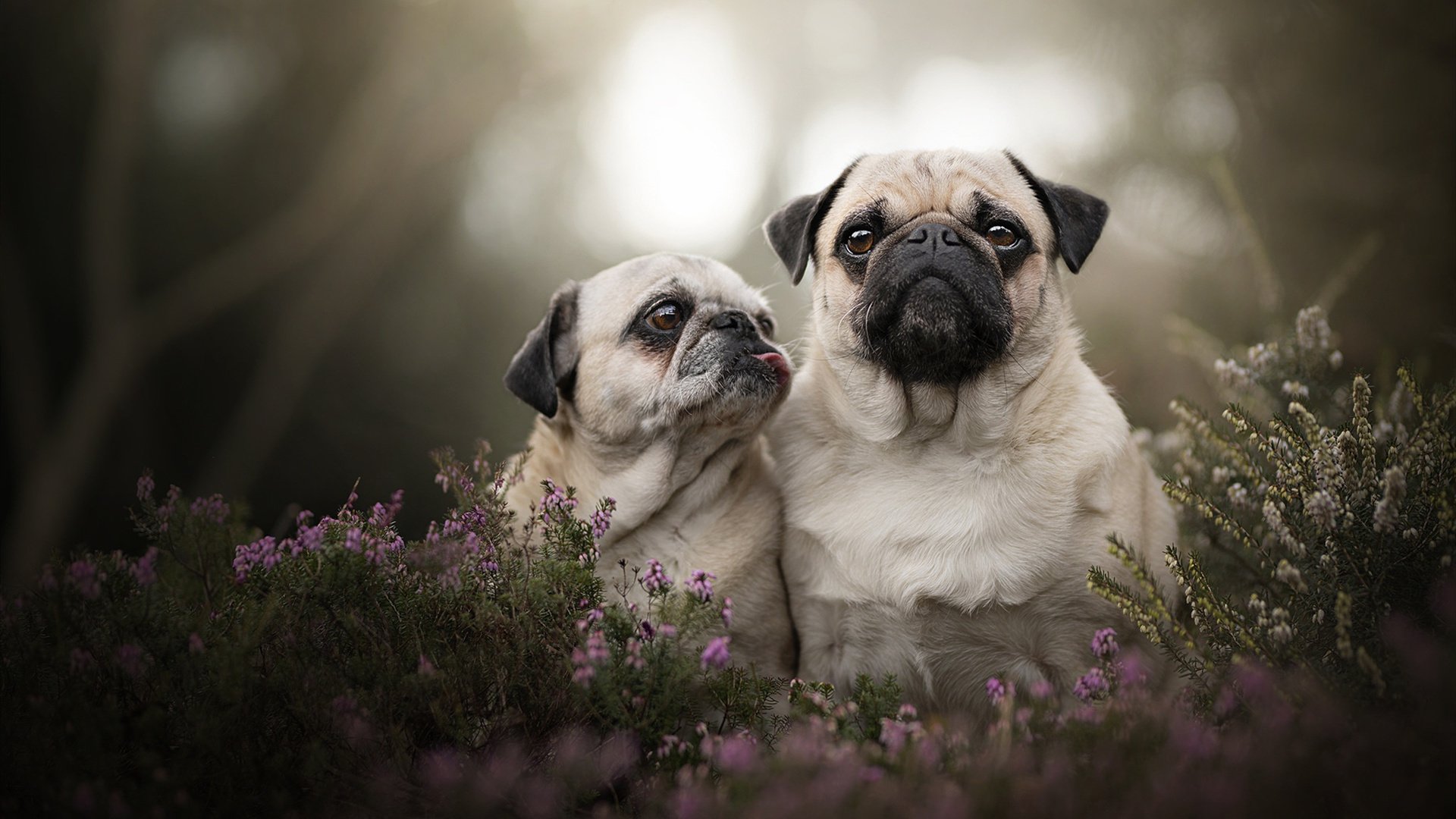 篮球专项速度训练方案设计与效果评估，篮球速度素质的训练方法与控制