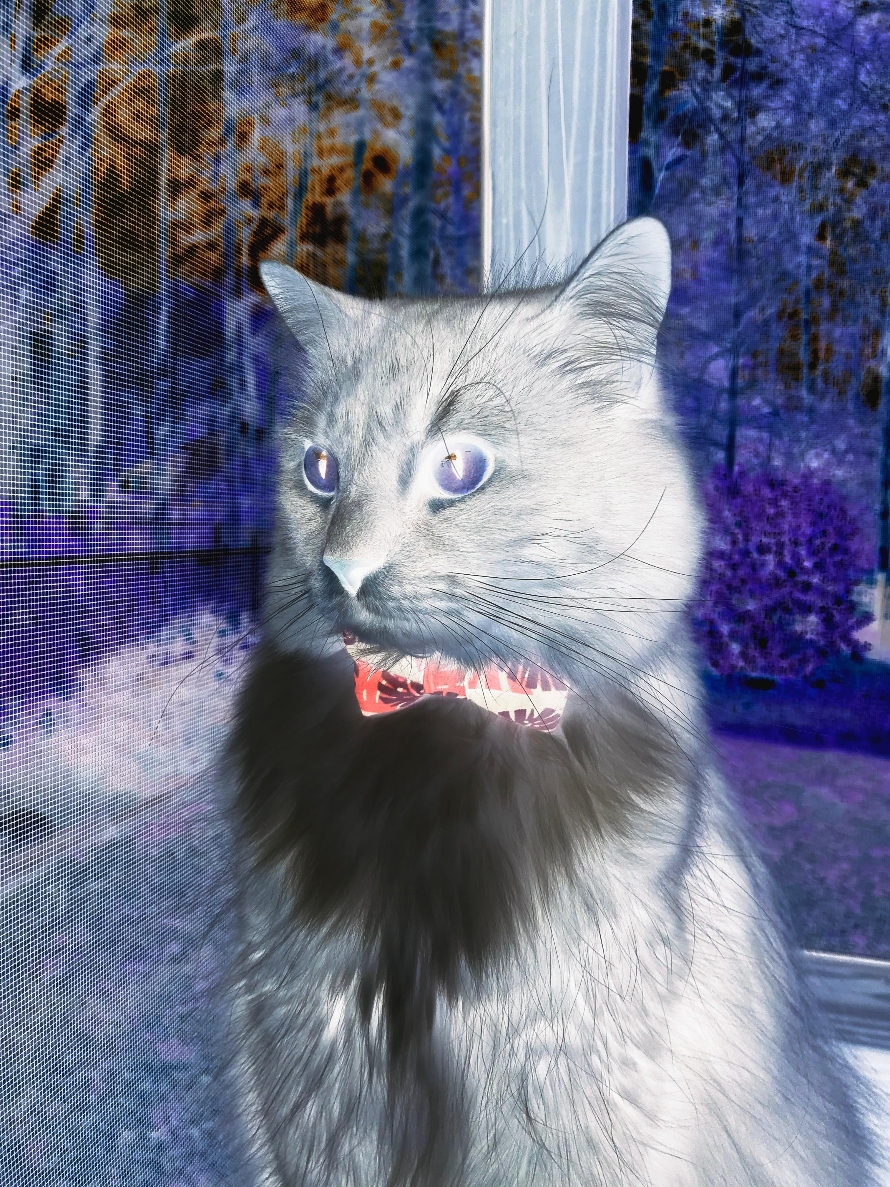 篮球运动员专项技能动作动态捕捉技术应用，篮球动作动图