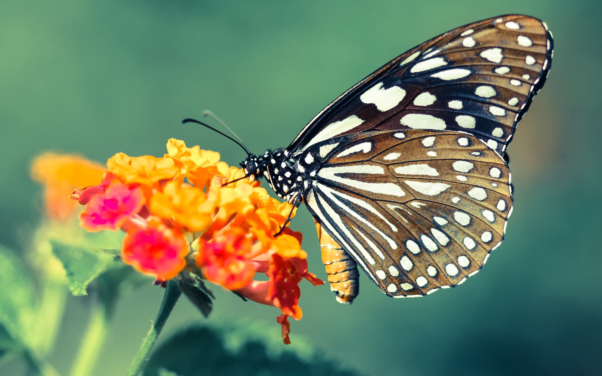 篮球运动员比赛中身体素质的提升方法，篮球运动员锻炼体能的方法