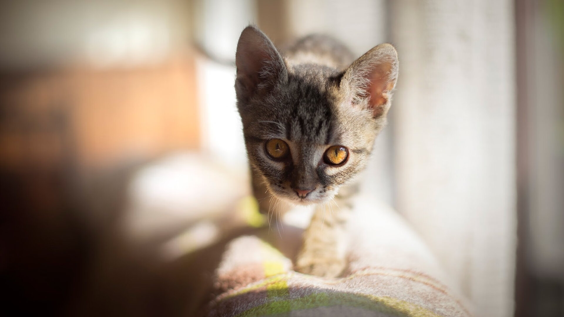 篮球运动员训练计划科学化管理与实施效果，篮球运动员训练计划科学化管理与实施效果分析