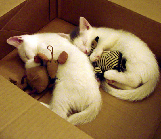 篮球运动员训练负荷与竞技表现关系分析，篮球训练负荷强度