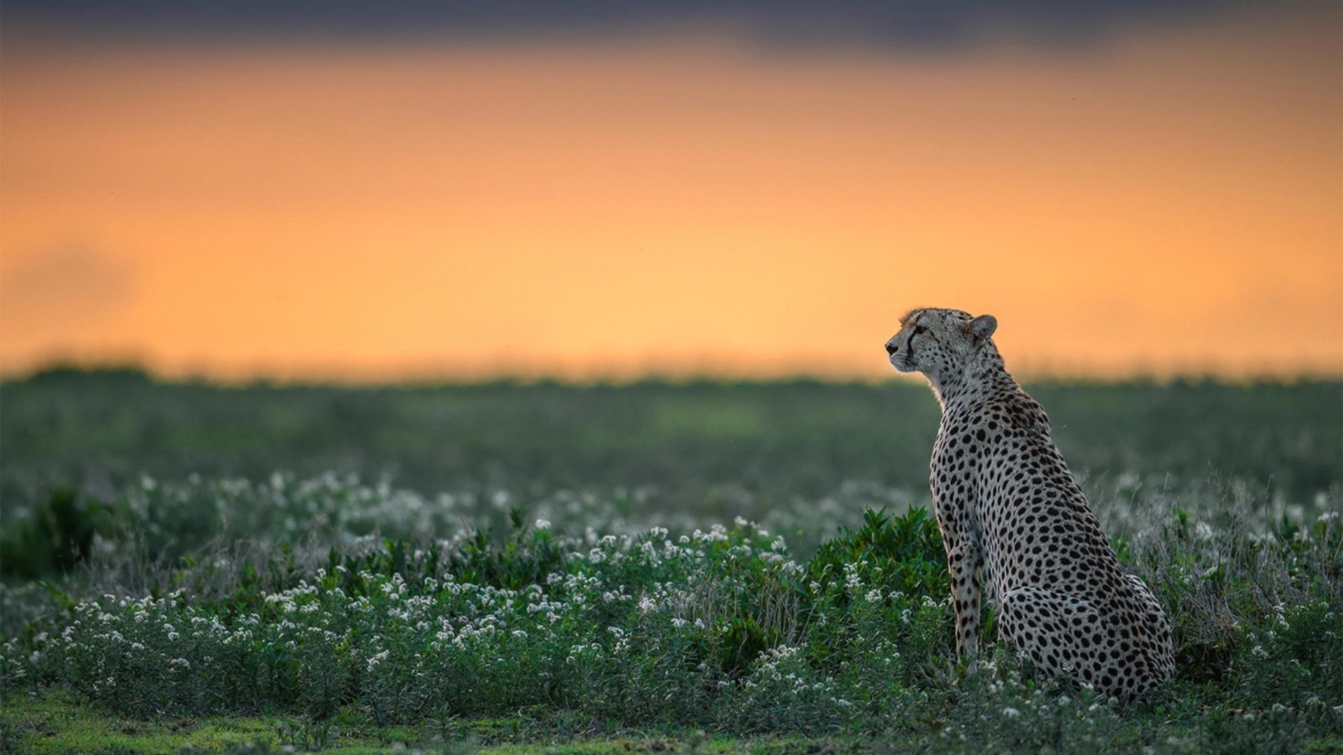 西甲球队基于机器学习的对手战术预测案例分析,西甲技术