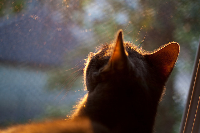 西甲青训心理韧性培养对球员稳定表现的影响，西甲青训规则