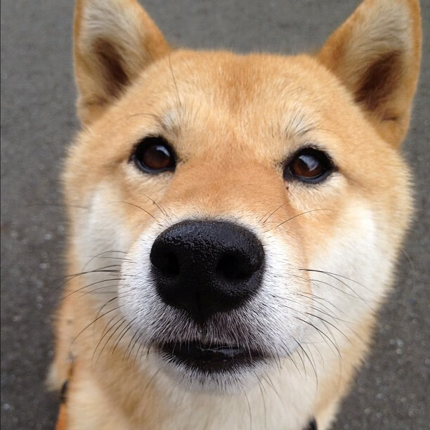 西甲青训教练与一线教练接班机制对比分析，西甲青训最好的俱乐部