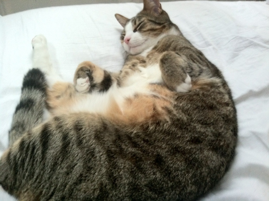 逆袭传奇：逆境中崛起的欧洲球队故事，欧冠史诗级逆转