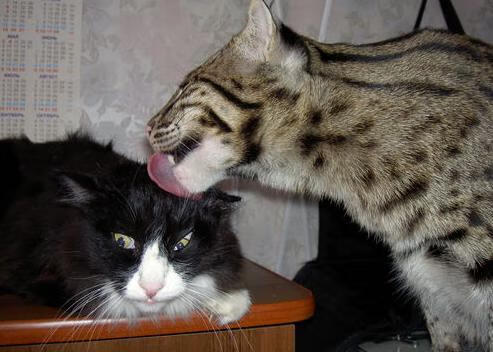 高校体育场馆运营效率提升策略，高校体育场馆如何运营和管理