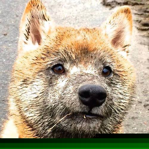 高校运动员营养管理方案设计与科学指导研究，运动营养学设计运动员食谱