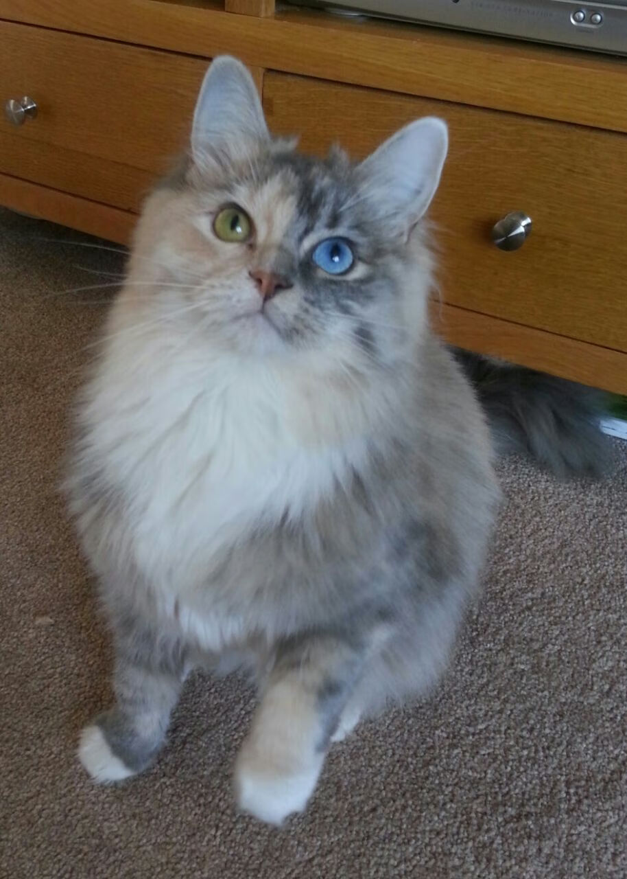 高校运动员训练负荷科学监测与管理研究，运动训练学负荷量