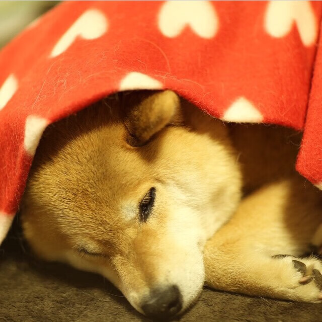 高校运动康复技术及应用研究，运动康复技术学陈建