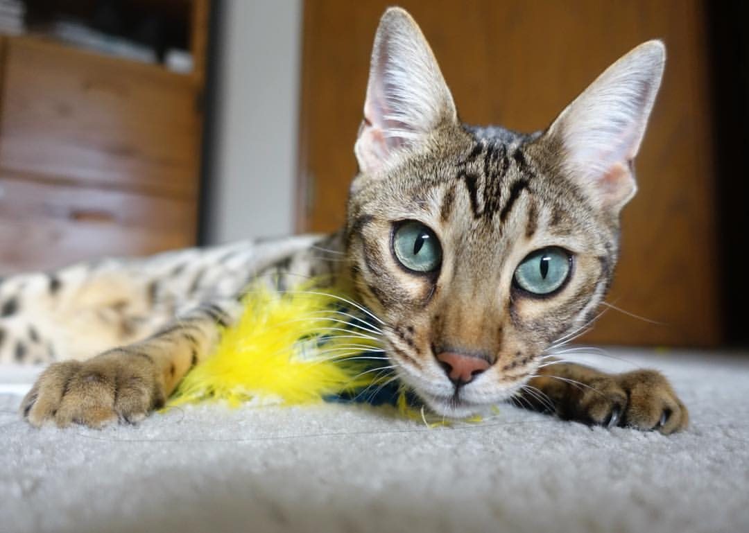 Chinese Taipei乒乓球队战术:从弱点挖掘到精准制敌,乒乓球在台湾叫什么