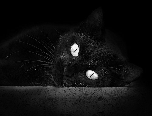 Chinese Taipei团队乒乓球战术：快速反应与精准布局，乒乓台北