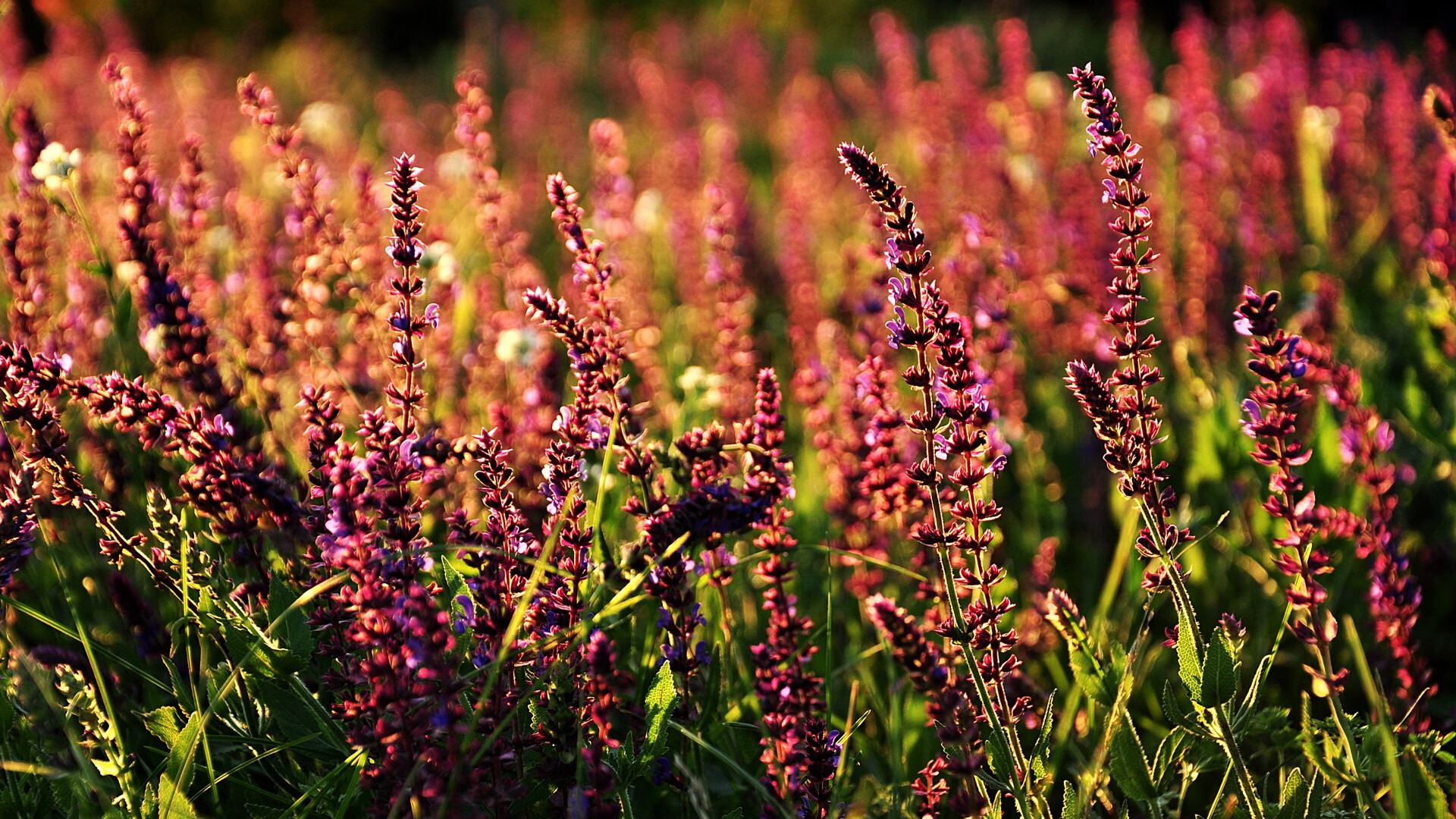 开云·Kaiyun网页版-“2025世界运动会：高新体育中心举重赛让观众目瞪口呆”