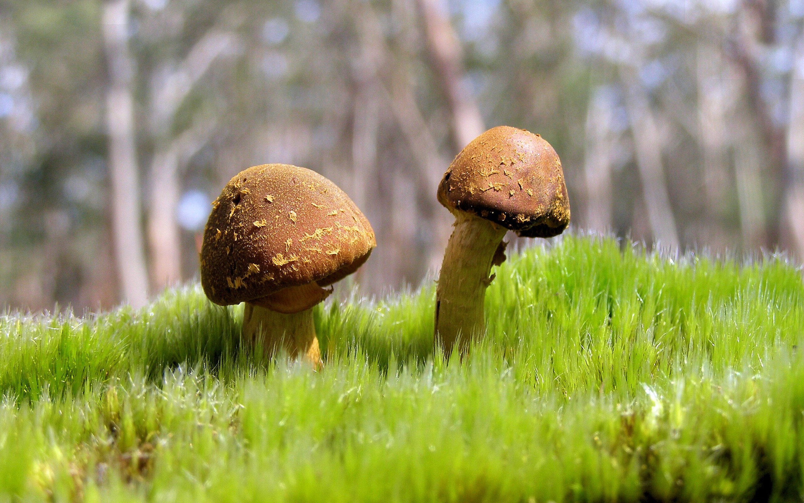 开云官网-“2025世界运动会：高新体育中心健力赛场，选手挑战世界纪录”