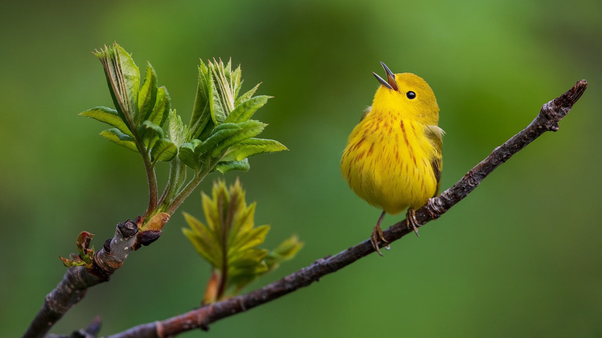 KAIYUNAPP-“武汉马拉松：耐力之王的角逐”