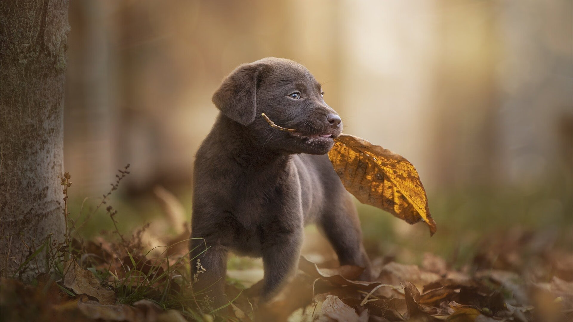 “武汉马拉松:赛道上的每一步都充满挑战”