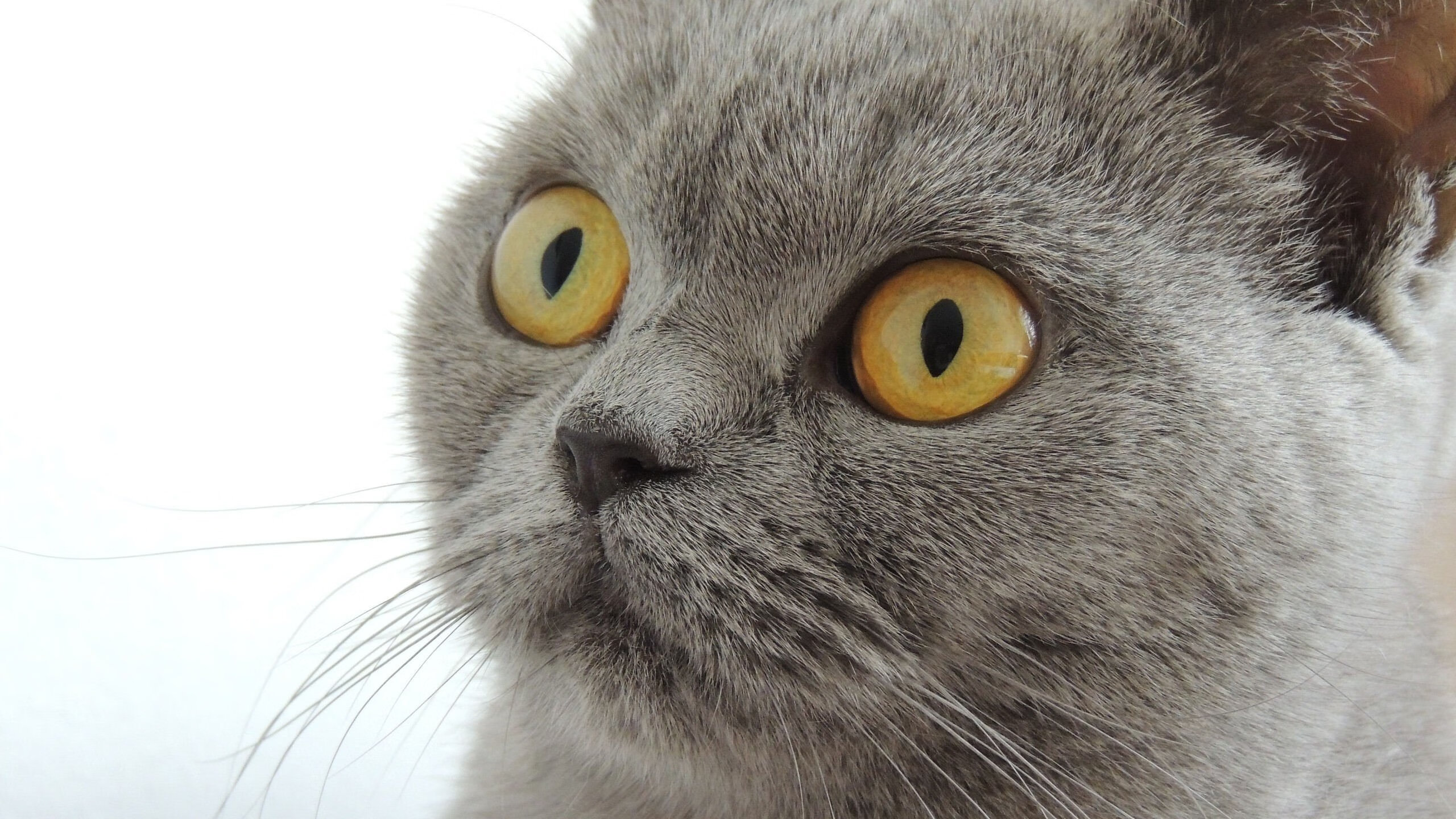 “缆绳滑水:东桃花岛赛场成为水上极限运动的焦点”