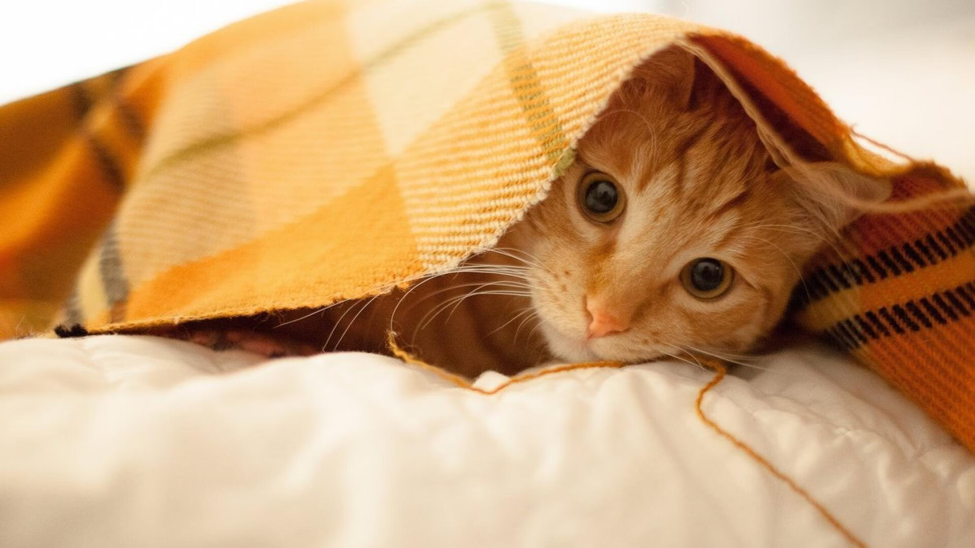 开云中国-“高新体育中心：篮球赛场上演激烈拼抢与战术博弈”