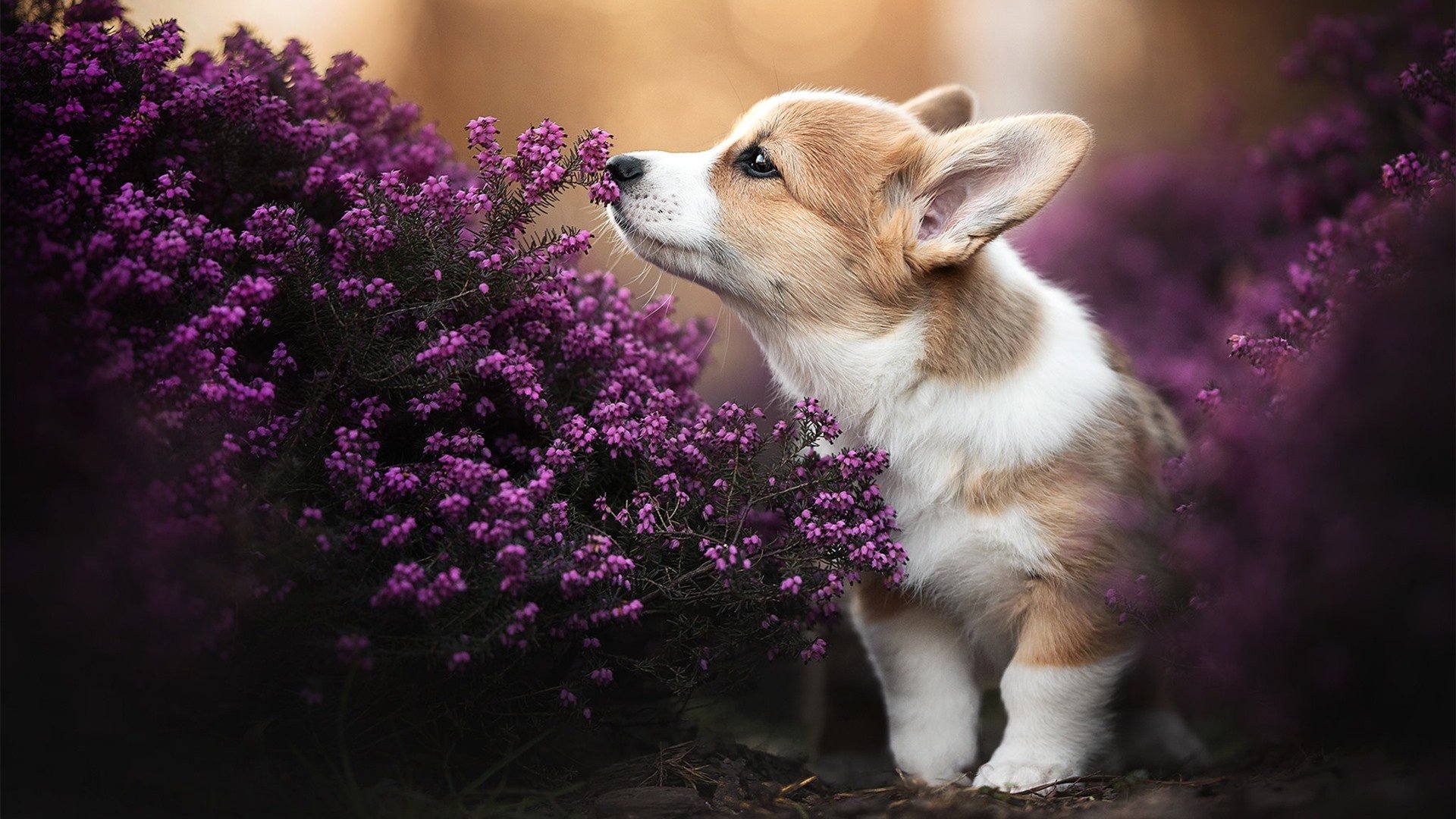 “高新体育中心:网球选手挑战极限,赛场火爆”