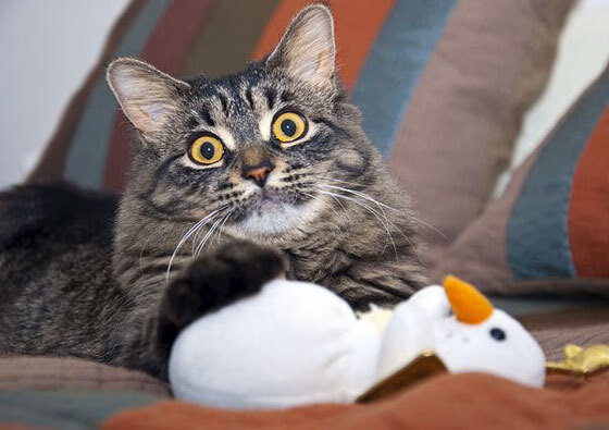 中国乒乓球选手夺得亚洲锦标赛金牌,中国乒乓亚锦赛男单冠军