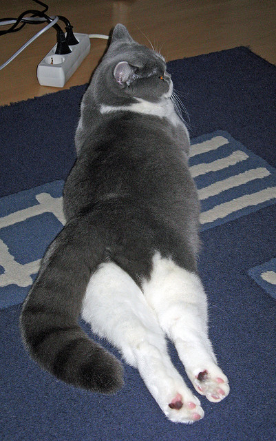 中国女篮防守稳健 多次化解对手攻势,中国女篮真棒