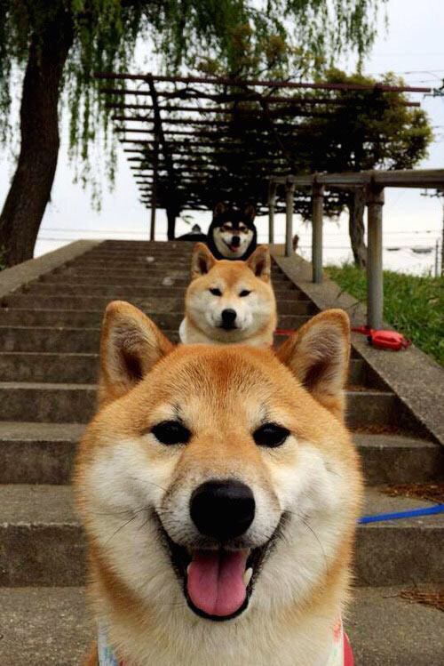 创业板指四连阳,AI板块全面发力,创业板定位的四新是什么