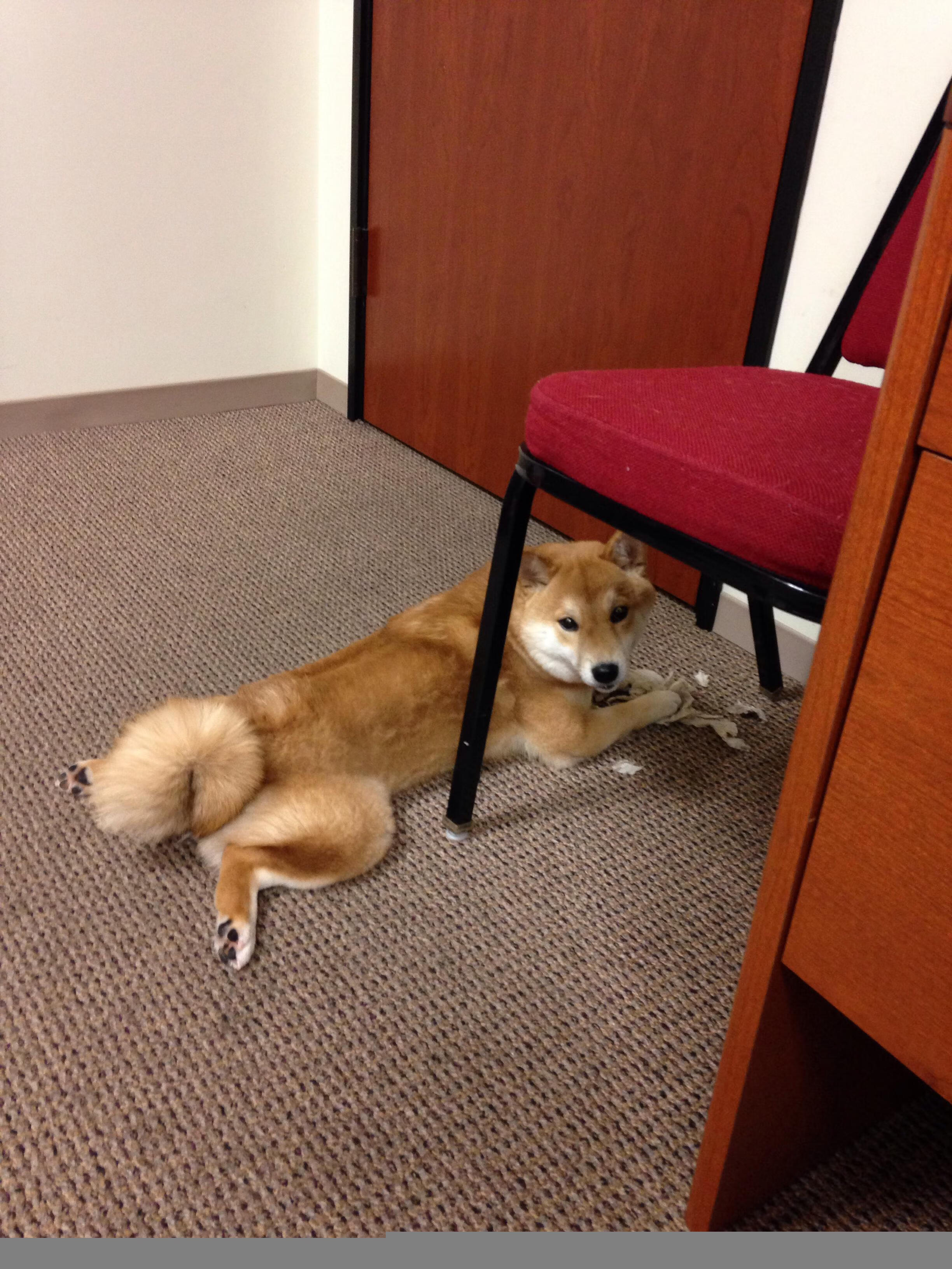 kaiyun官方网站-劣势勒沃库森，法兰克福能否把握机会实现飞跃？，法兰克福和勒沃库森比分预测