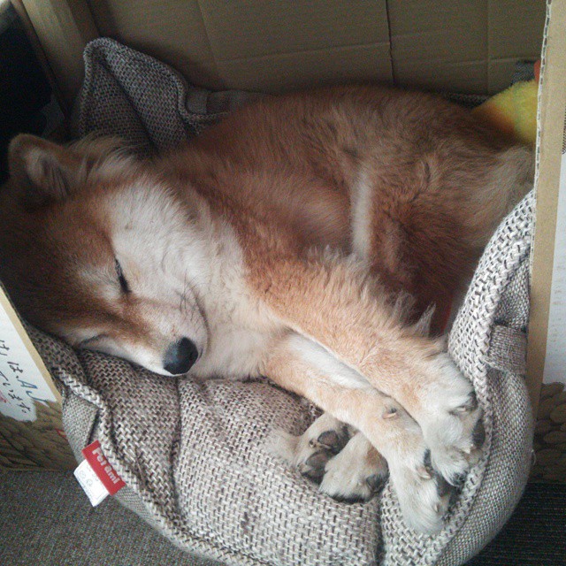 Kaiyun APP-助力数字化体育赛事传播效率提升的新闻平台，体育数字化转型