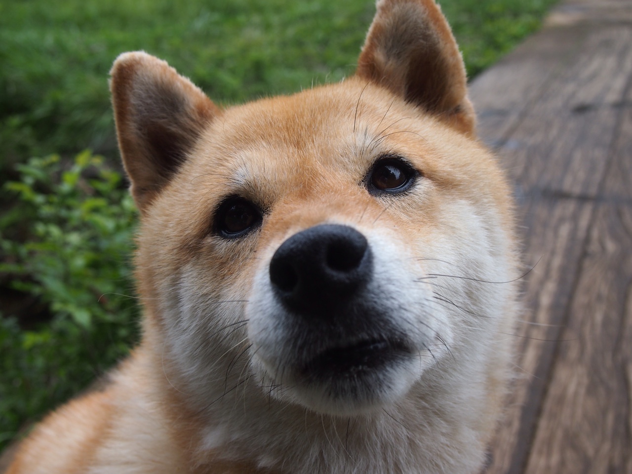 半年盈利9亿，闭店300家，好想来母公司港交所脚步临近，港交所规模