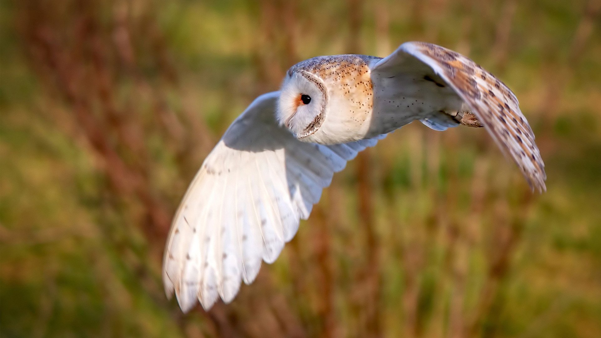 回顾登贝莱巴萨时代，迟到的天赋引发反思，登贝莱加盟巴萨转会费