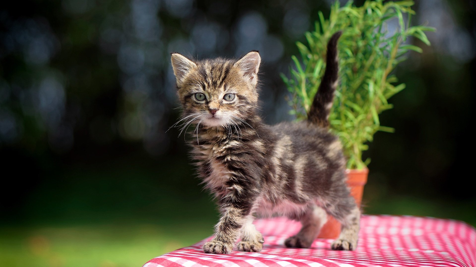 因CBA药检问题 前新疆外援哈雷尔职业前景再受影响，哈雷尔vs伊巴卡